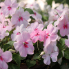 Jigsaw: Soft Pink Flowers